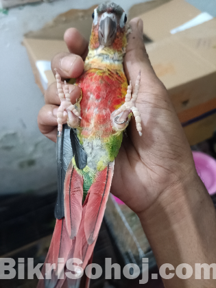 Half tame Green Cheek conure double red fector